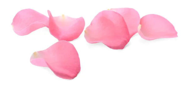 Bella Rosa Petali Fiori Rosa Sfondo Bianco — Foto Stock