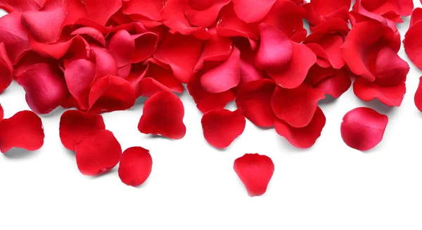 Hermosa Rosa Roja Pétalos Flores Sobre Fondo Blanco Vista Superior —  Fotos de Stock