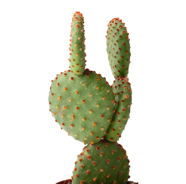 Hermoso Cactus Opuntia Sobre Fondo Blanco Primer Plano —  Fotos de Stock