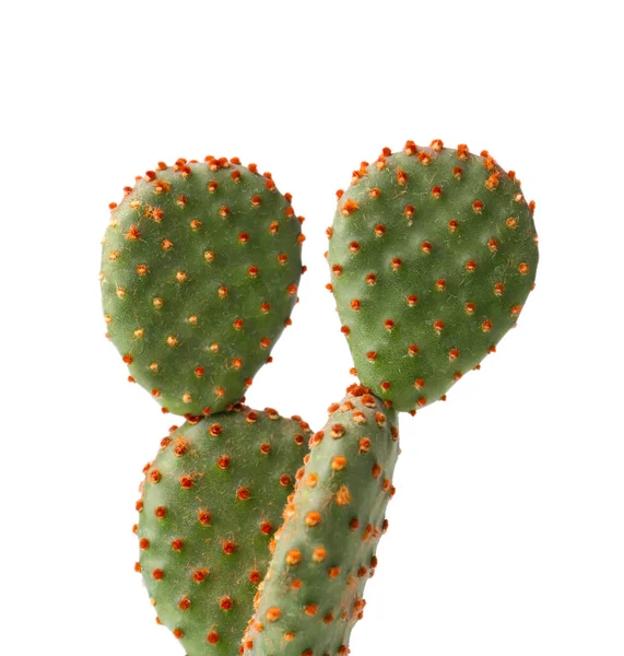 Schöner Opuntia Kaktus Auf Weißem Hintergrund Nahaufnahme — Stockfoto