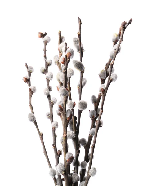 白に孤立した美しい開花柳の枝 — ストック写真