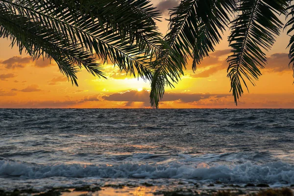 Picturesque sunset on ocean, view through palm tree leaves