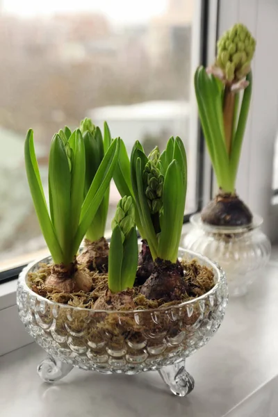 Spring Coming Beautiful Bulbous Plants Windowsill Indoors Royalty Free Stock Photos