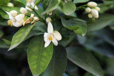 Ağaç dalında açan güzel greyfurt çiçekleri
