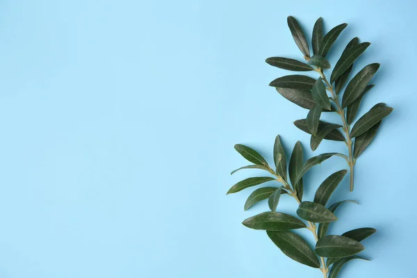 橄榄枝 叶鲜绿色 背景浅蓝色 案文的篇幅 — 图库照片
