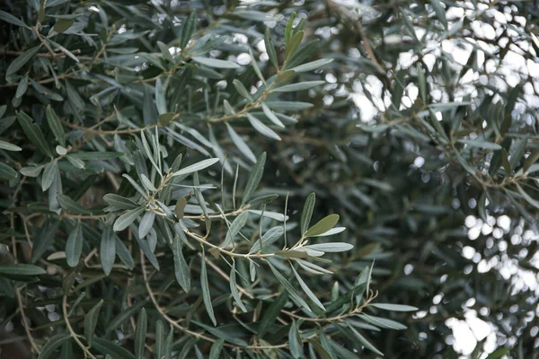 Closeup Άποψη Της Όμορφης Ελιάς Πράσινα Φύλλα Εξωτερικούς Χώρους — Φωτογραφία Αρχείου