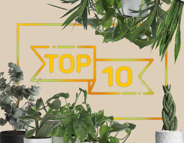 Top ten list of houseplants on beige background