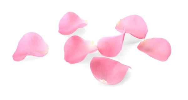 Красиві Рожеві Пелюстки Троянди Білому Тлі — стокове фото