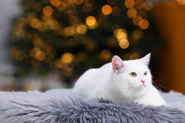 Christmas Atmosphere Cute Cat Lying Fur Rug Cosy Room Space — Stockfoto