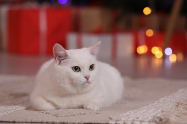 Noel atmosferi. Halıda yatan sevimli kedi. Metin için boşluk