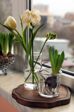 Different beautiful spring flowers on windowsill indoors