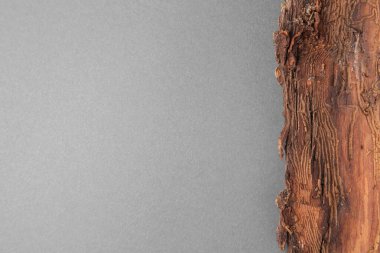 Tree bark piece on gray background, top view. Space for text