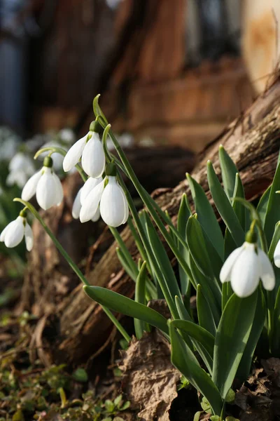 Beautiful White Blooming Snowdrops Growing Outdoors Spring Flowers — Stock Photo, Image