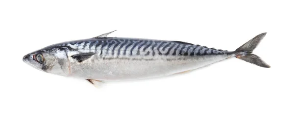 Eine Schmackhafte Rohe Makrele Isoliert Auf Weiß — Stockfoto