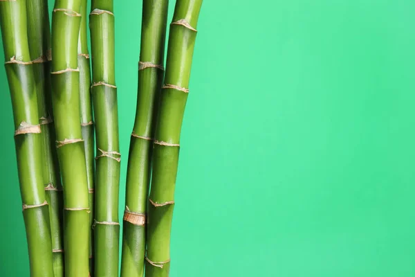 Beautiful Bamboo Stems Light Green Background Space Text — Stock Photo, Image