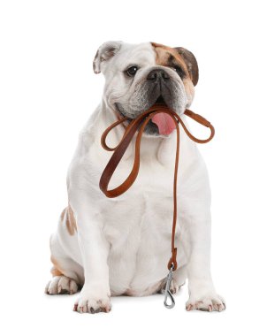 Beyaz arka planda ağzında tasma tutan sevimli İngiliz bulldog 'u.