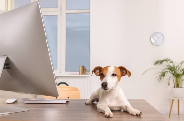 Şirin Jack Russell Terrier köpeği ofisteki masamızda.