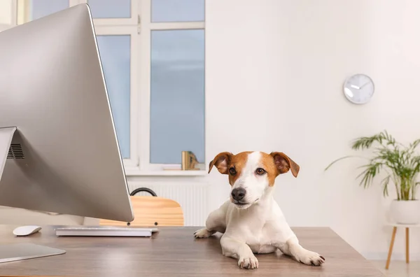 Söt Jack Russell Terrier Hund Skrivbord Kontoret — Stockfoto