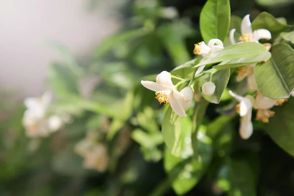 Vackra Blommande Grapefruktträd Utomhus Vårdagen Närbild Plats För Text — Stockfoto