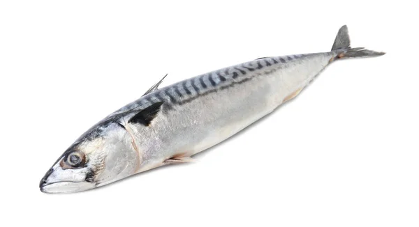 Eine Schmackhafte Rohe Makrele Isoliert Auf Weiß — Stockfoto