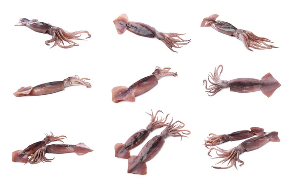 Collage Con Calamares Frescos Sobre Fondo Blanco — Foto de Stock