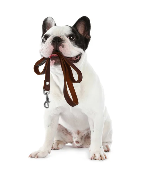 Adorabile Bulldog Francese Che Tiene Guinzaglio Bocca Sfondo Bianco — Foto Stock