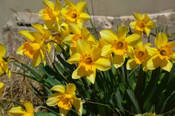 Hermosos Narcisos Creciendo Aire Libre Día Soleado —  Fotos de Stock