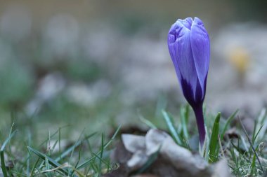 Çimlerin üzerinde büyüyen güzel bir çiçek, yakın plan. Metin için boşluk