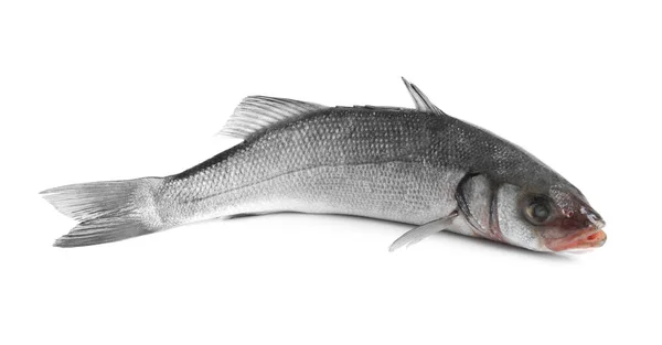 Verse Zeebaars Vissen Geïsoleerd Wit — Stockfoto