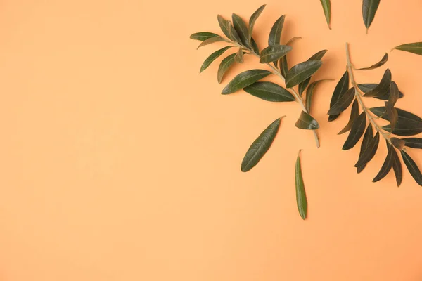 橄榄枝 叶鲜绿色 背景为淡橙色 案文的篇幅 — 图库照片