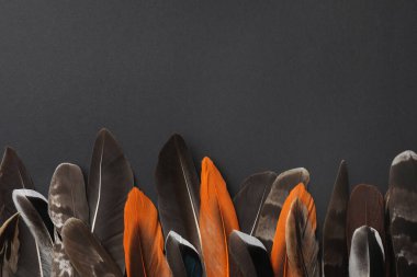 Siyah arka planda bir sürü kuş tüyü var, düz yerde. Metin için boşluk