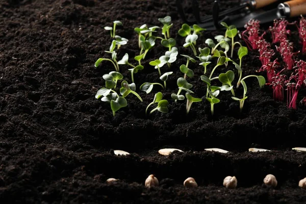 Many Seeds Vegetable Seedlings Fertile Soil — Stockfoto