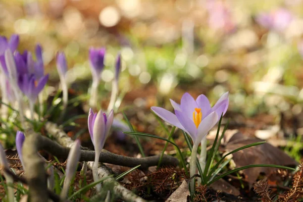 Vackra Krokus Blommor Växer Utomhus Närbild — Stockfoto