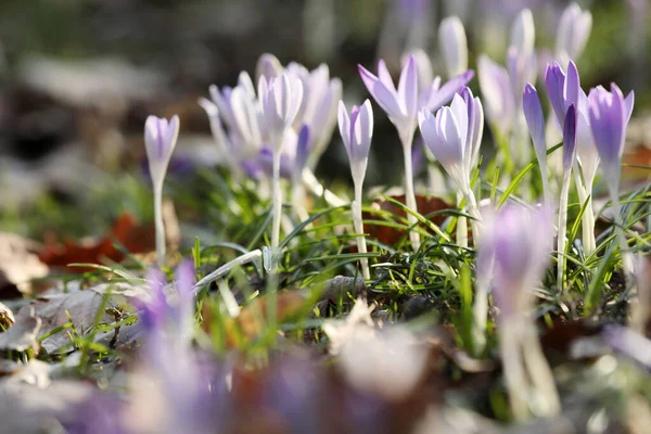 Vackra Krokus Blommor Växer Utomhus Närbild — Stockfoto