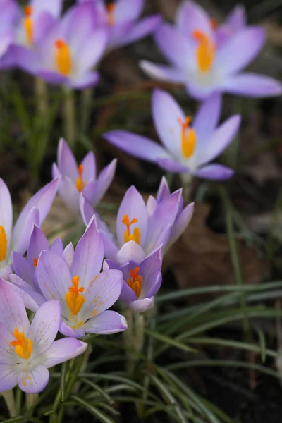 Красивые Крокус Цветы Растущие Открытом Воздухе Вид Крупным Планом — стоковое фото