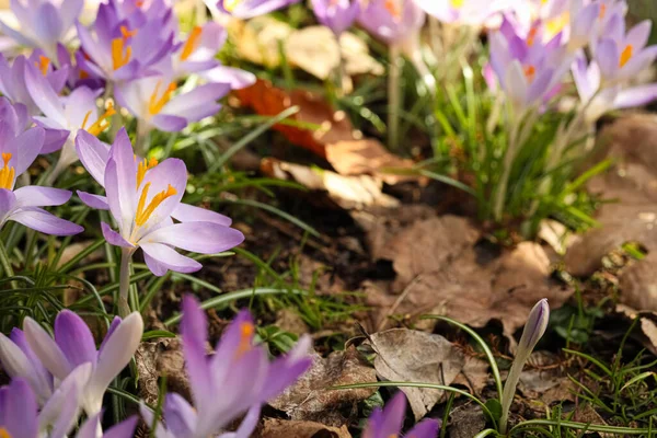 Piękne Kwiaty Krokusa Rosnące Zewnątrz Zbliżenie Miejsce Tekst — Zdjęcie stockowe