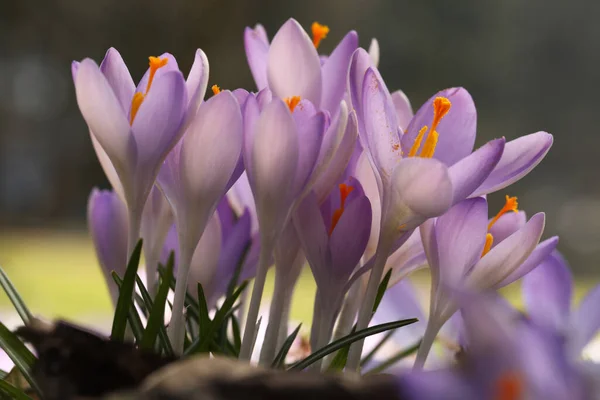 Gyönyörű Crocus Virágok Nőnek Szabadban Közelről — Stock Fotó