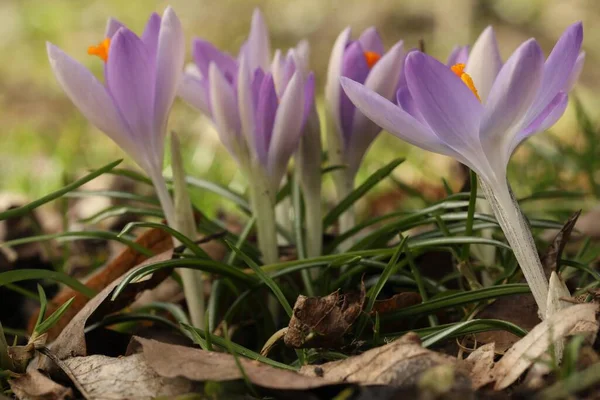Beautiful Crocus Flowers Growing Outdoors Closeup View — Stock Photo, Image