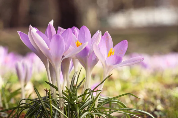 Açık Havada Yetişen Güzel Kır Çiçekleri Yakın Plan Metin Için — Stok fotoğraf