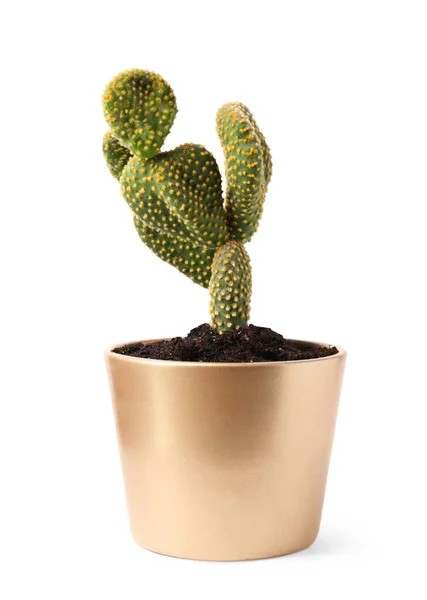 Hermoso Cactus Verde Opuntia Maceta Cerámica Sobre Fondo Blanco —  Fotos de Stock