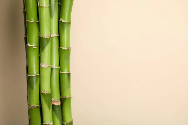 美丽的绿色竹子在米色的背景上 文字的空间 — 图库照片