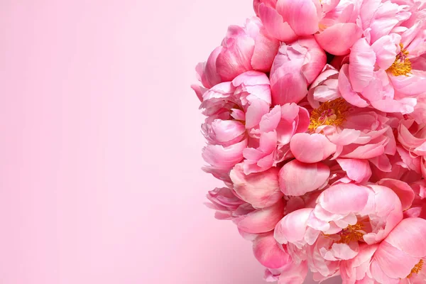 Egy Rakás Gyönyörű Bazsarózsa Rózsaszín Háttérrel Felülnézetből Szöveg Helye — Stock Fotó