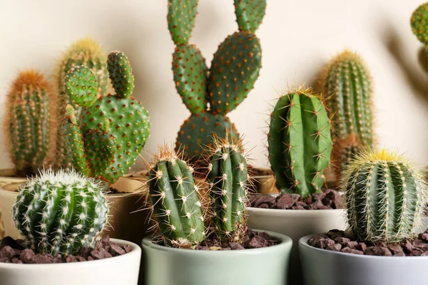 Muchos Cactus Hermosos Diferentes Contra Pared Beige — Foto de Stock