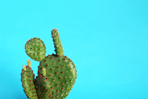 Hermoso Cactus Exótico Verde Sobre Fondo Azul Claro Espacio Para —  Fotos de Stock