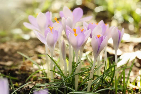 Piękne Krokus Kwiaty Rosnące Zewnątrz Widok Bliska — Zdjęcie stockowe