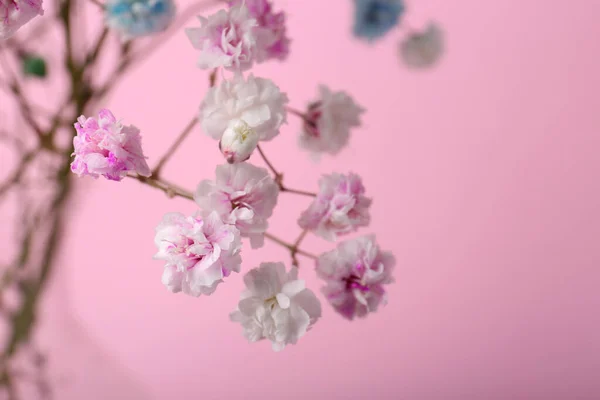 Hermosas Flores Teñidas Gypsophila Sobre Fondo Rosa Primer Plano Espacio —  Fotos de Stock