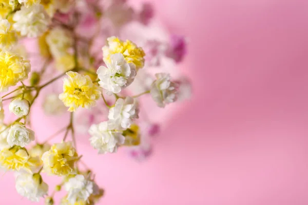 Mooie Geverfde Gypsophila Bloemen Roze Achtergrond Close Ruimte Voor Tekst — Stockfoto