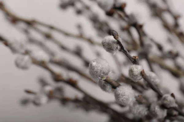 美丽的盛开的柳枝 淡灰色背景 案文的篇幅 — 图库照片