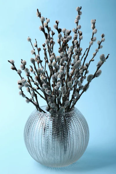 Vase with beautiful blooming willow branches on light blue background