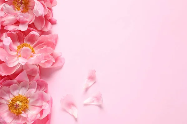 Gyönyörű Bazsarózsa Rózsaszín Háttérrel Lapos Fektetés Szöveg Helye — Stock Fotó